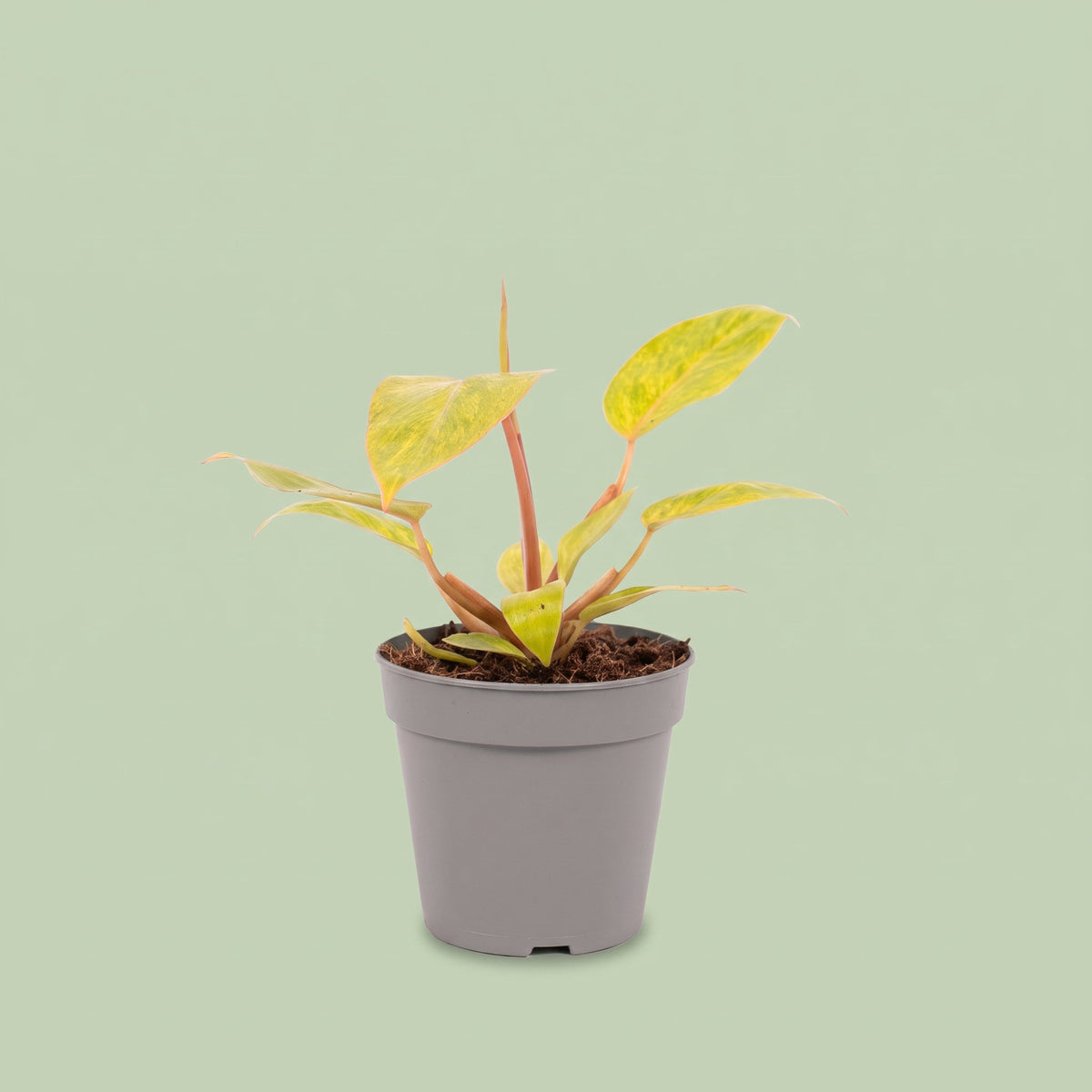 Philodendron Painted Lady