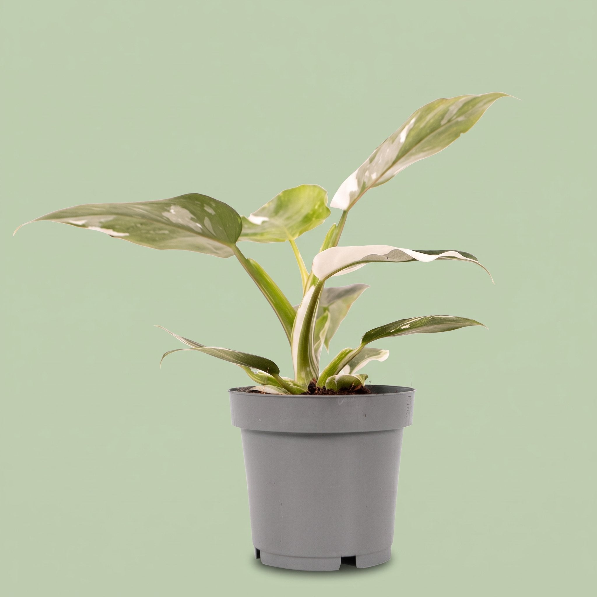 Philodendron White Princess