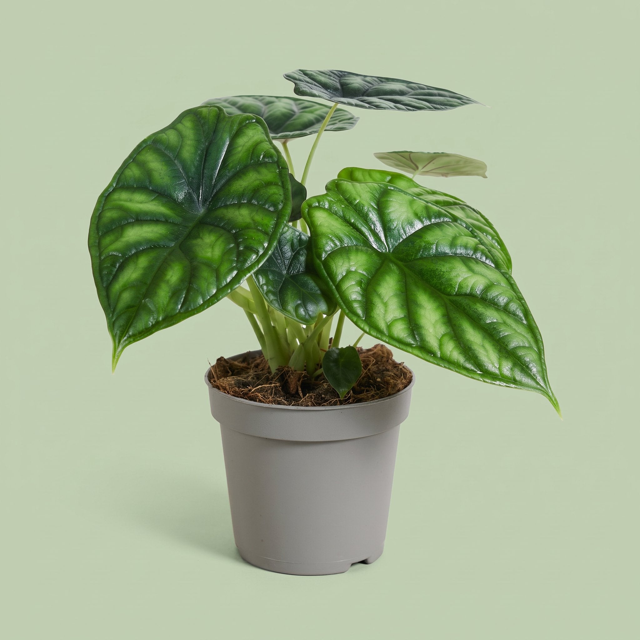 Alocasia Drachenschuppe