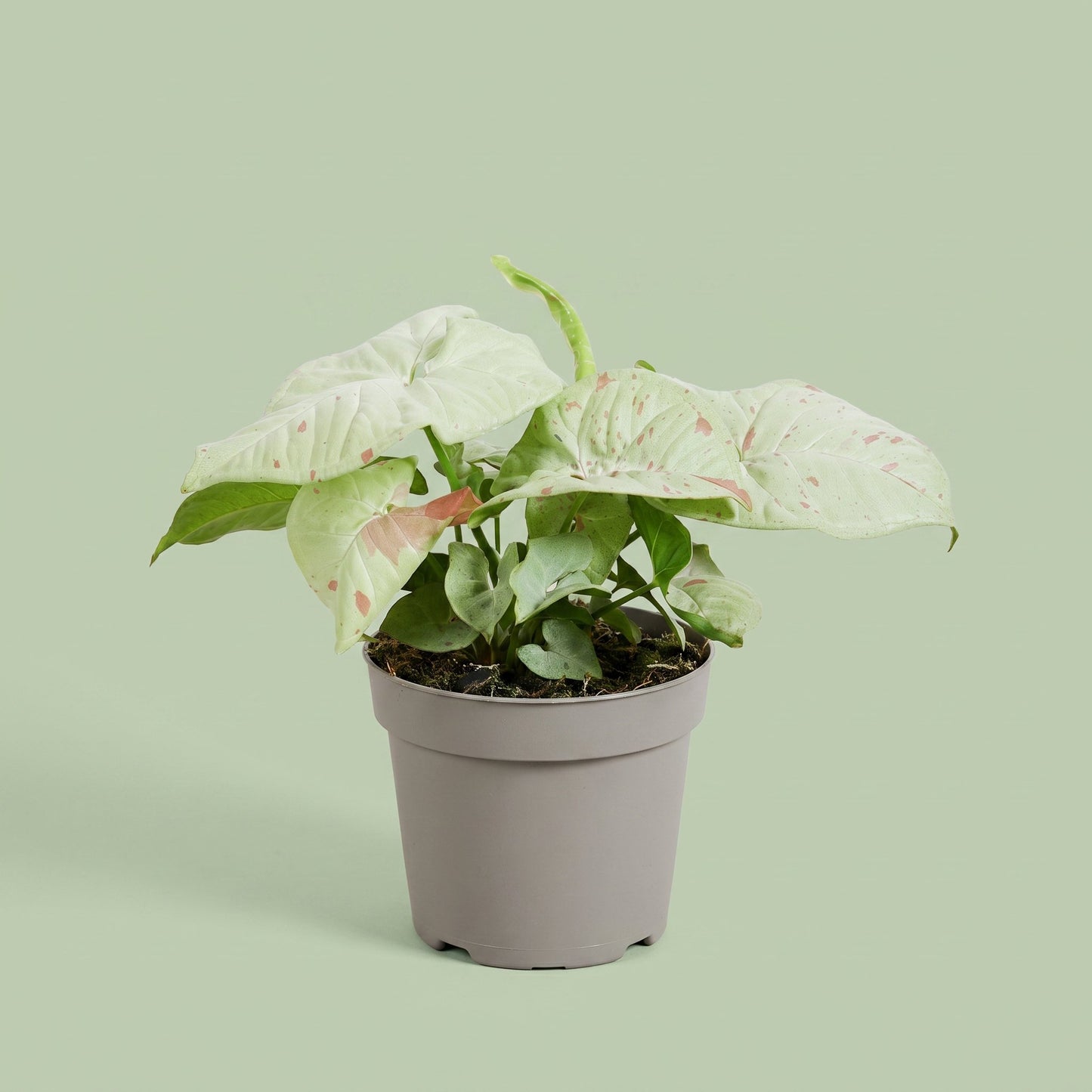 Syngonium Confetti