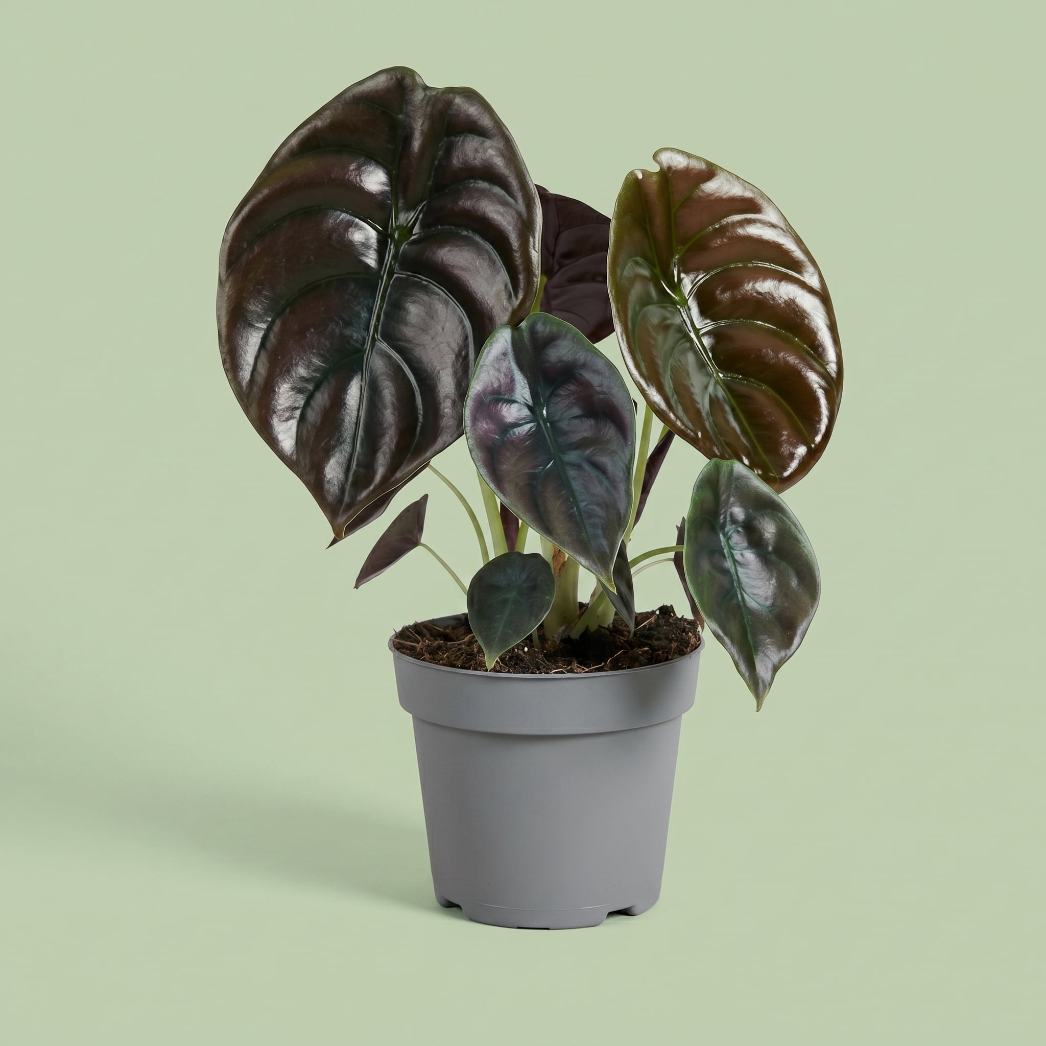 Alocasia Cuprea Red Secret