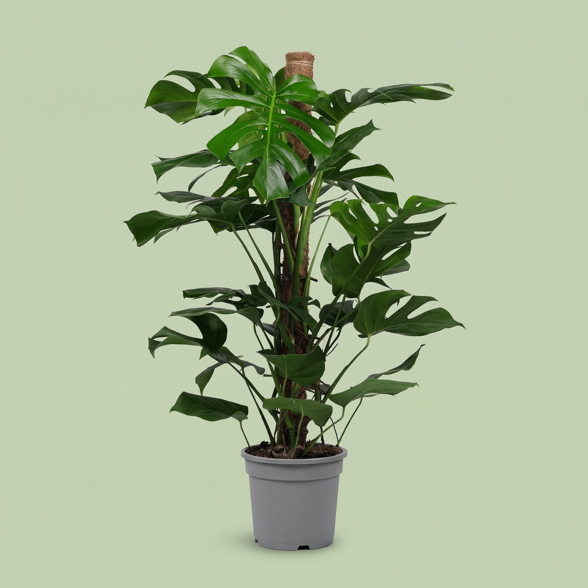 Monstera Deliciosa