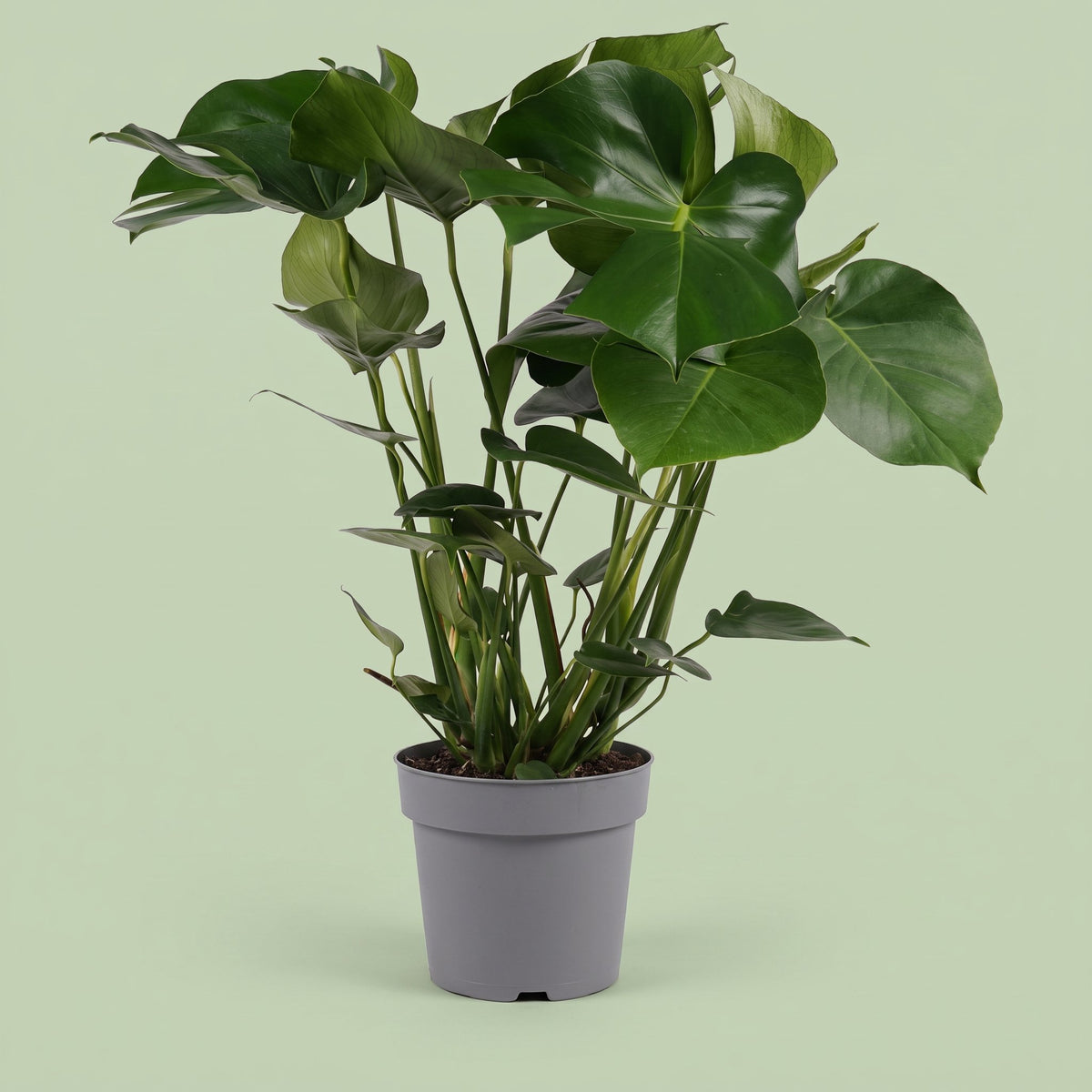 Monstera Deliciosa