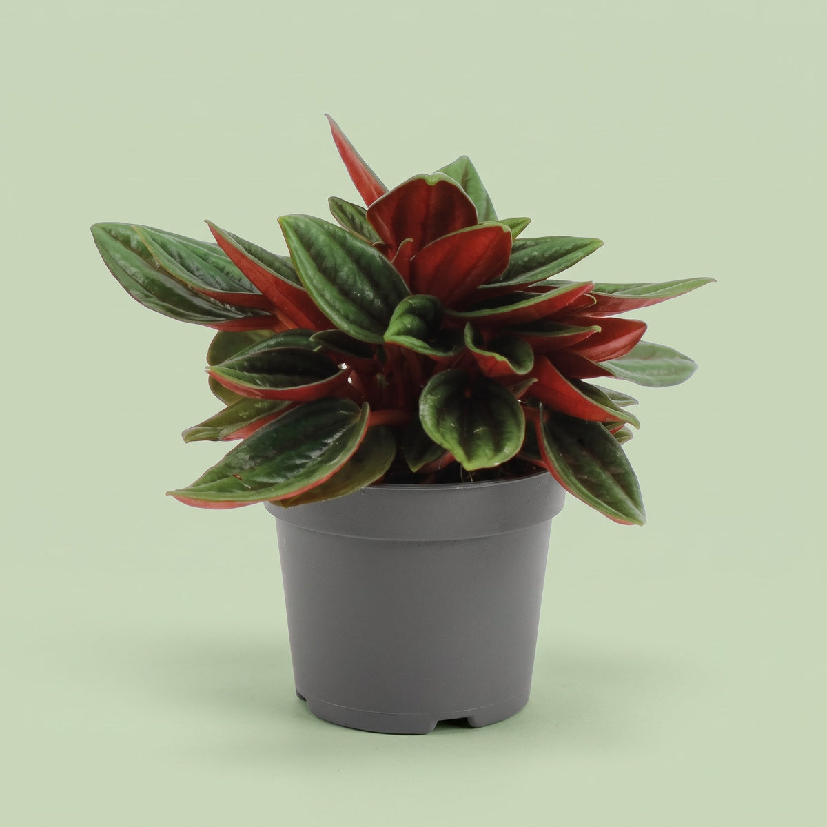 Peperomia Rosso