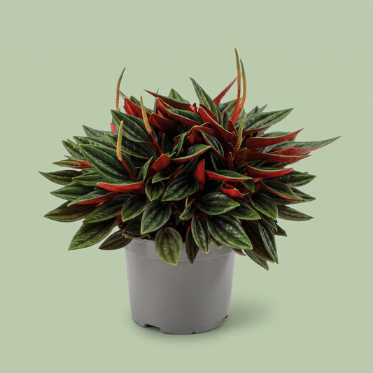 Peperomia Rosso