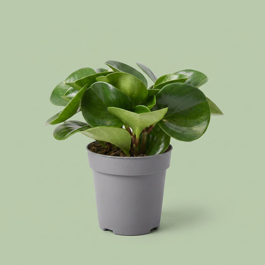 Peperomia Obtusifolia