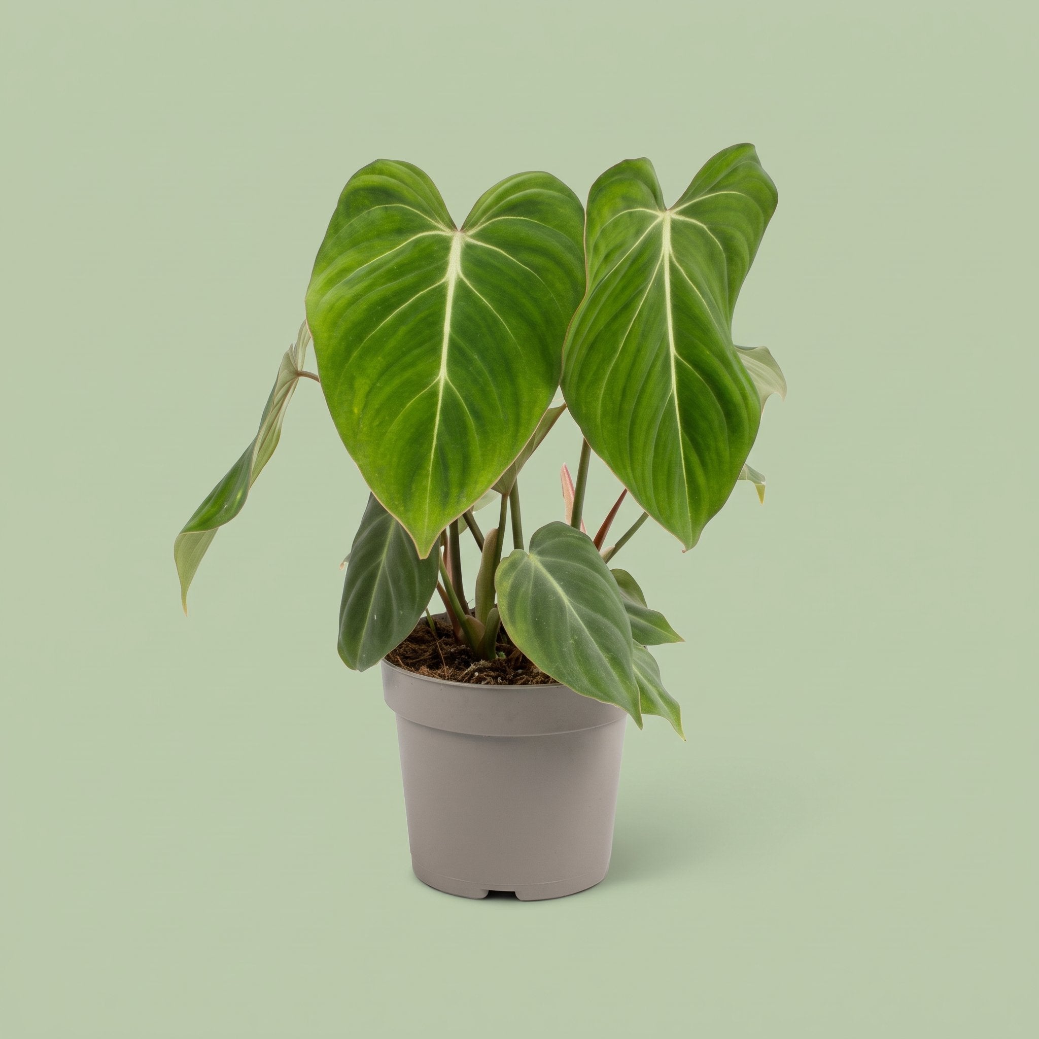 Philodendron Gloriosum