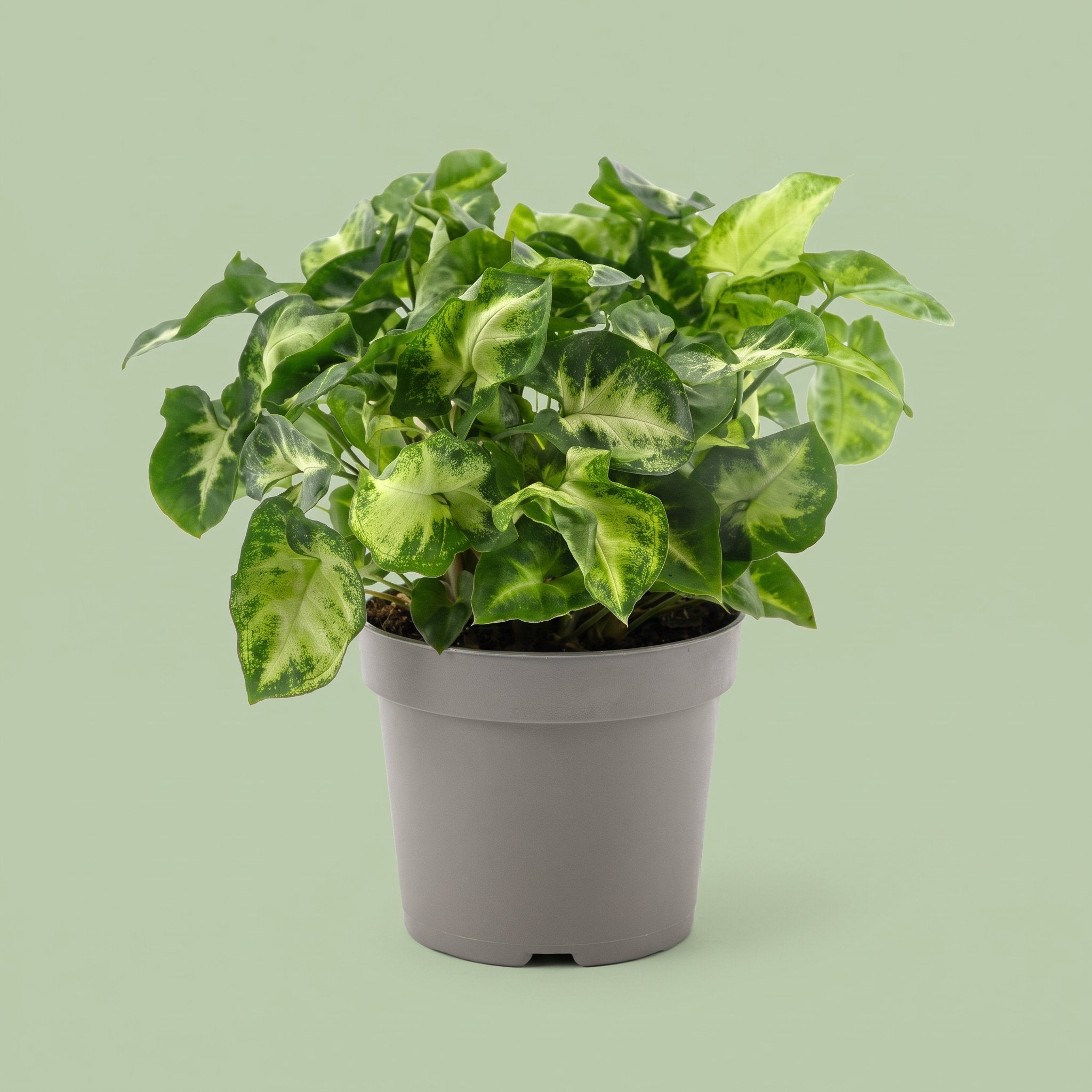 Syngonium Pixie