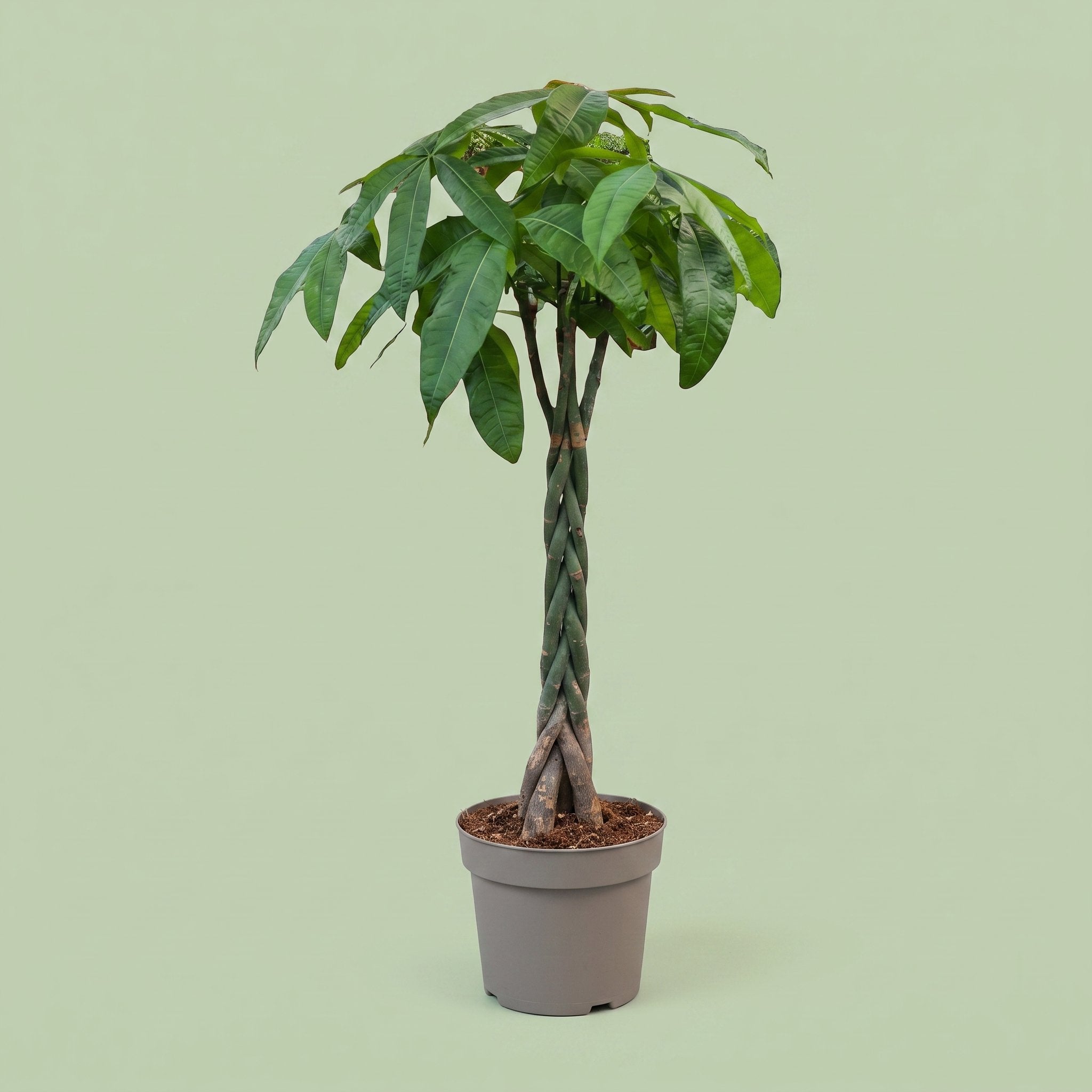 Pachira Aquatica