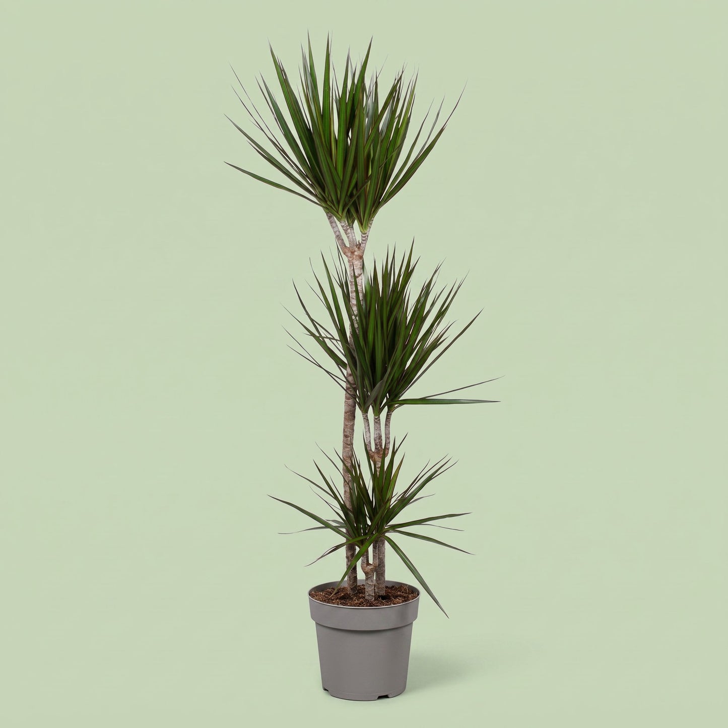 Dracaena Marginata