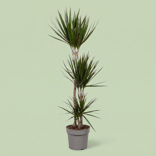 Dracaena Marginata