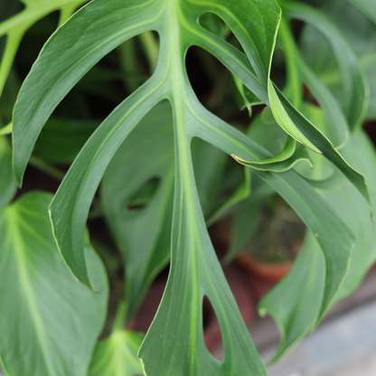 Monstera Burle Marx Flame