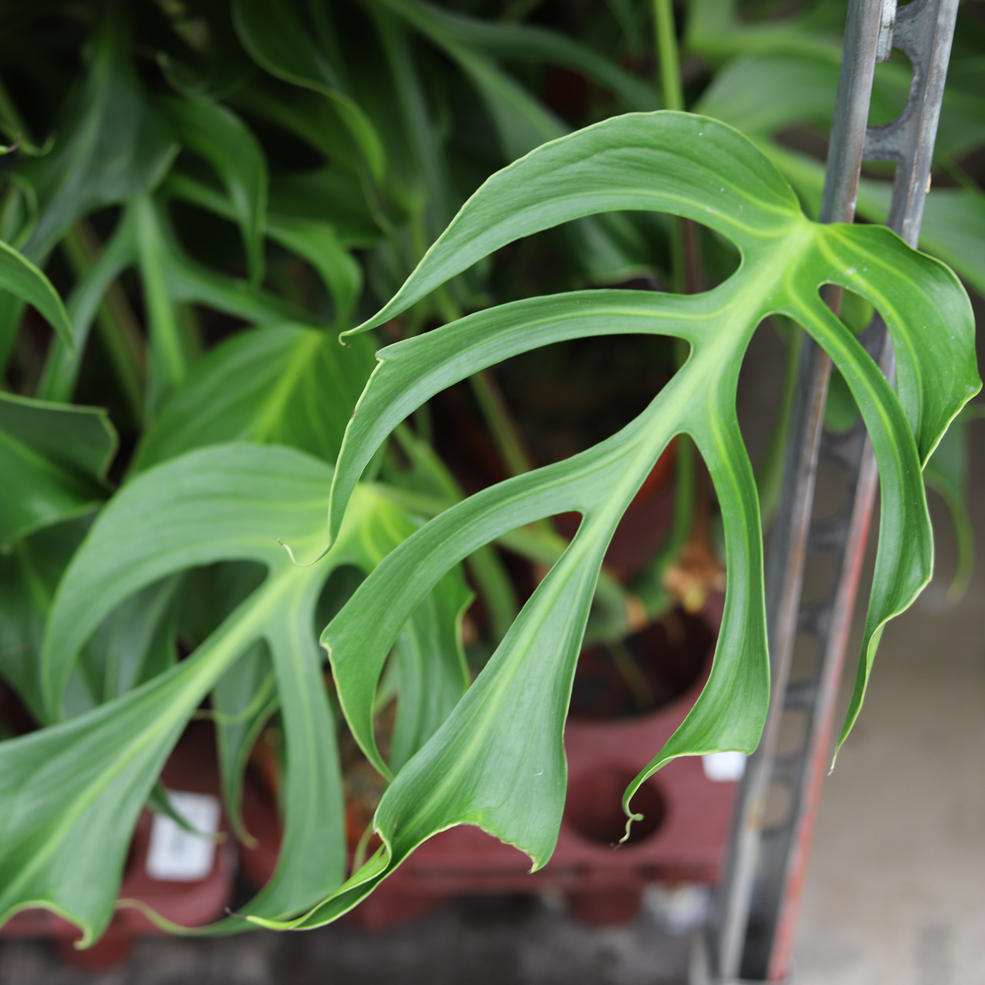 Monstera Burle Marx Flame