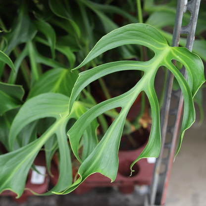 Monstera Burle Marx Flame
