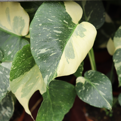 Monstera Thai Constellation