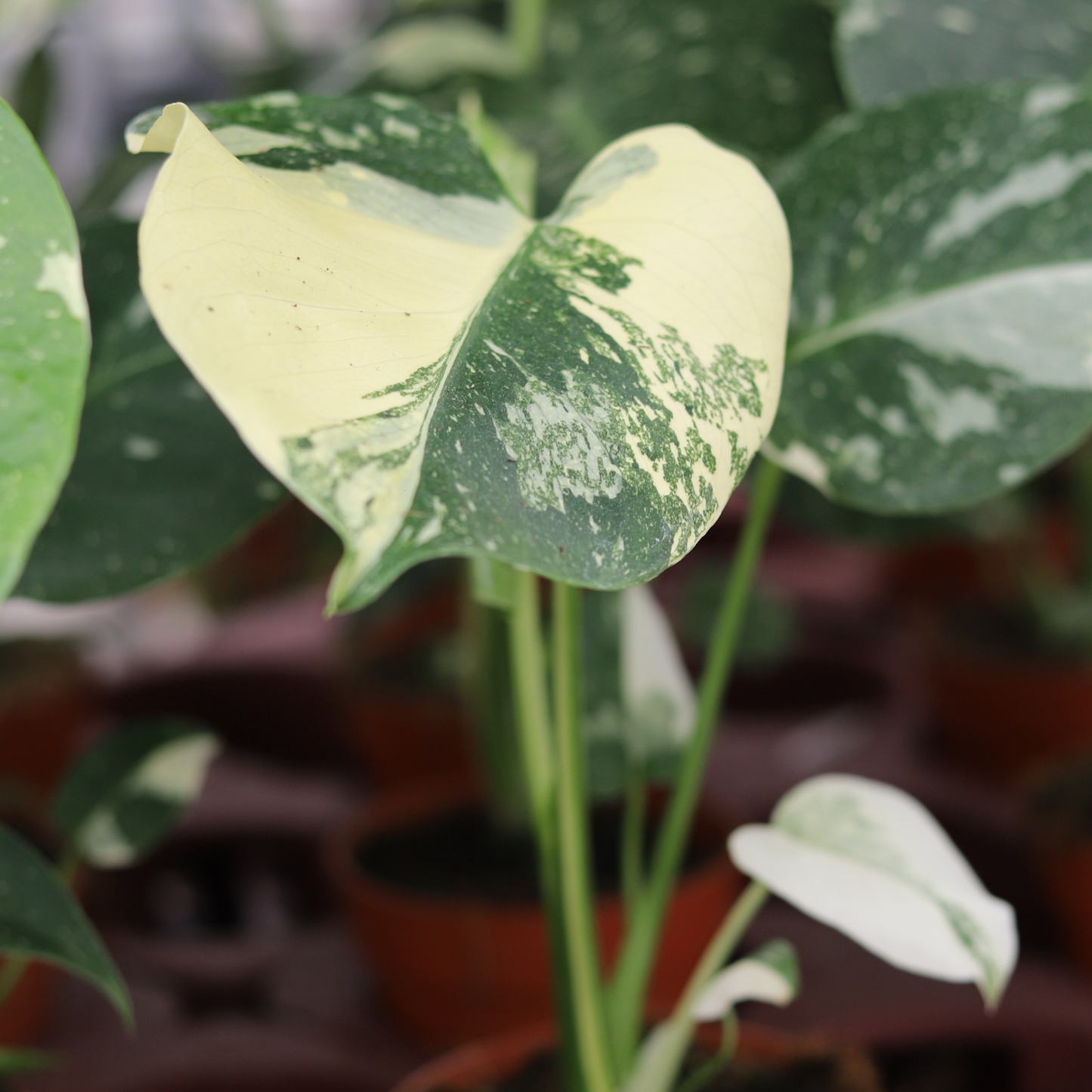 Monstera Thai Constellation