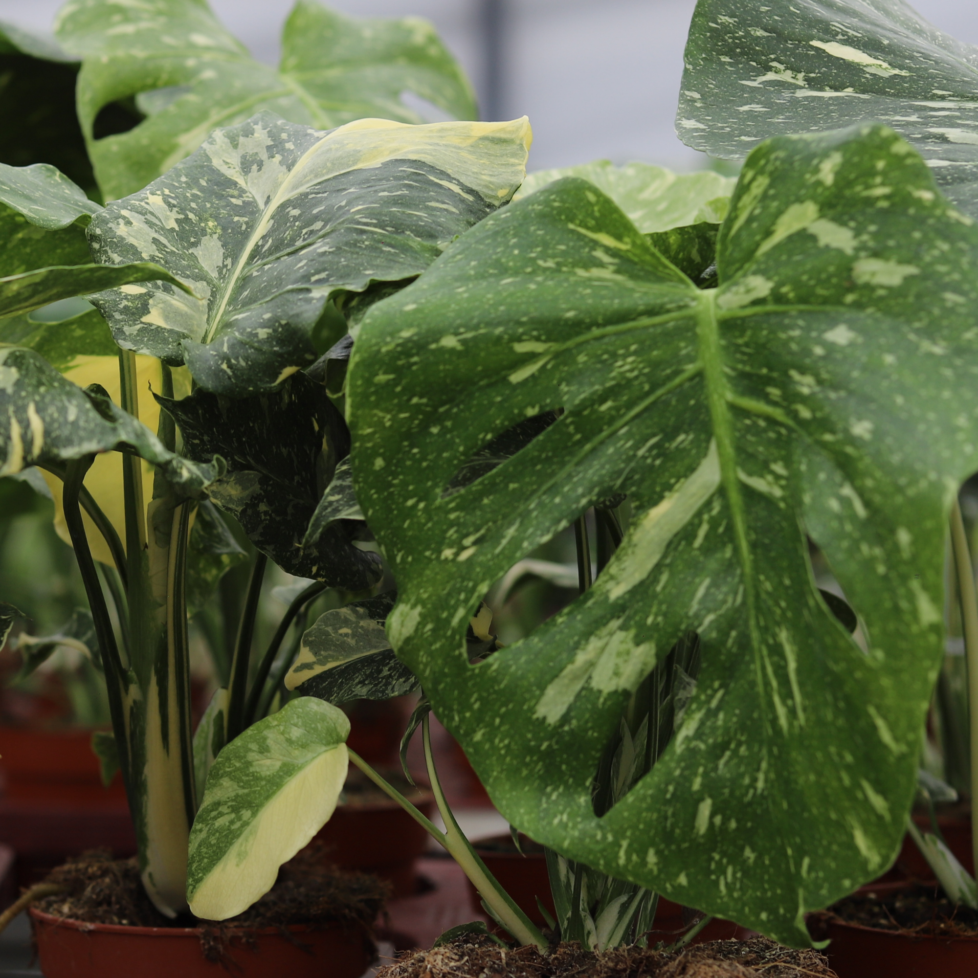 Monstera Thai Constellation