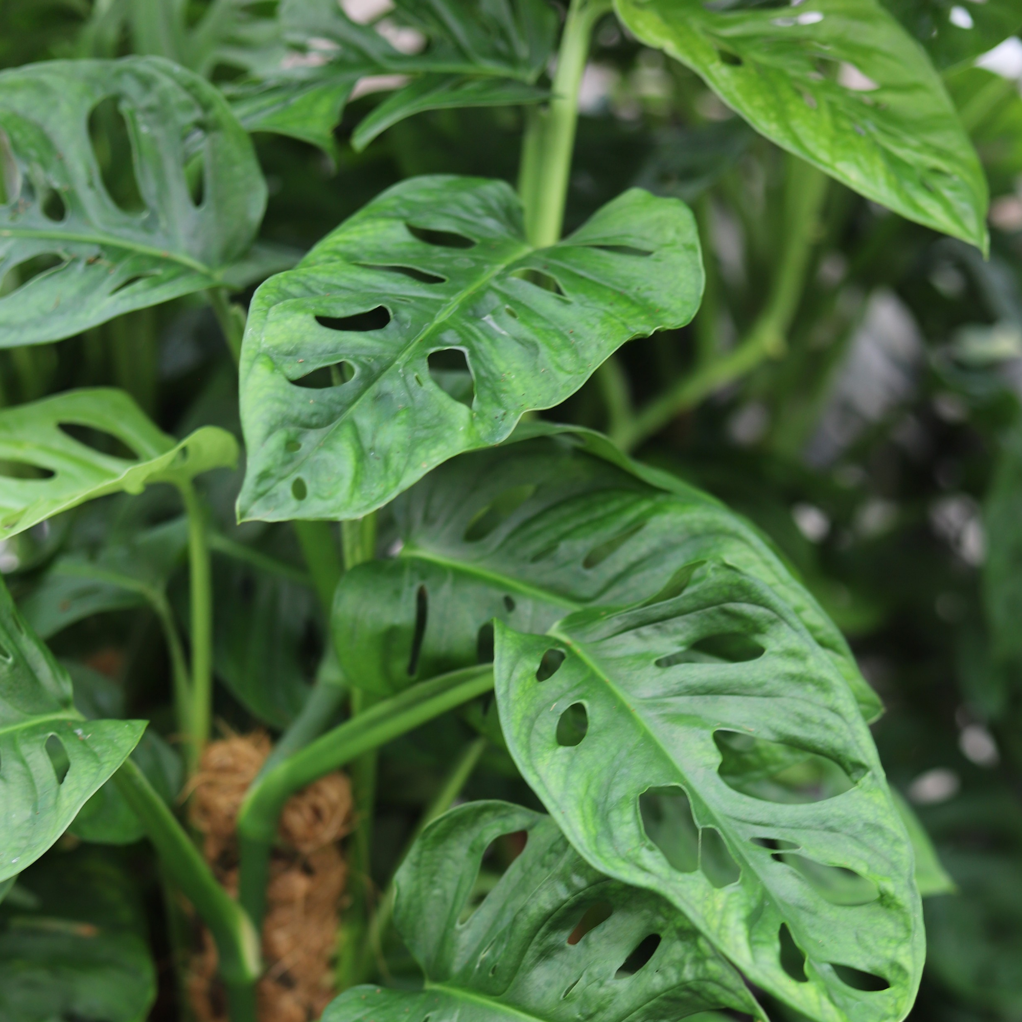 Monstera Adansonii
