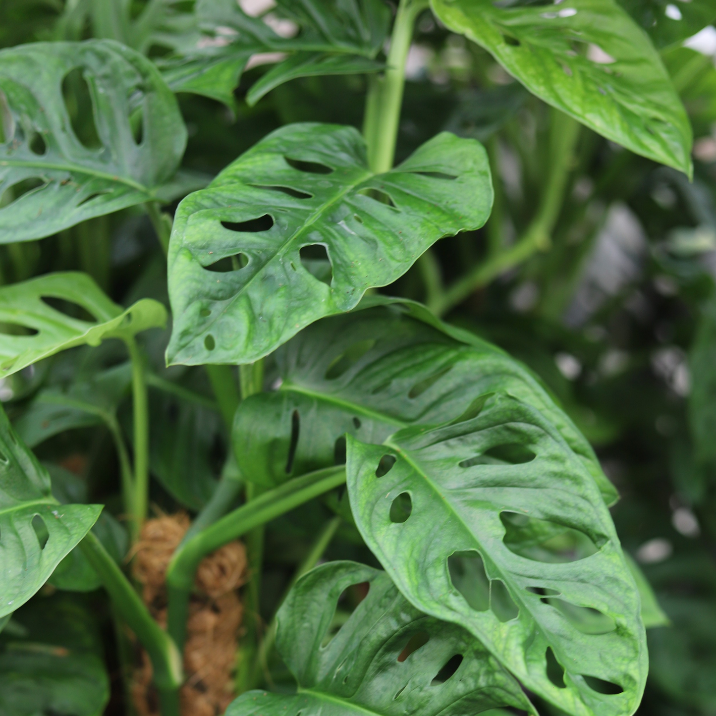 Monstera Adansonii