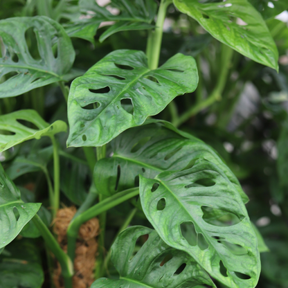 Monstera Adansonii