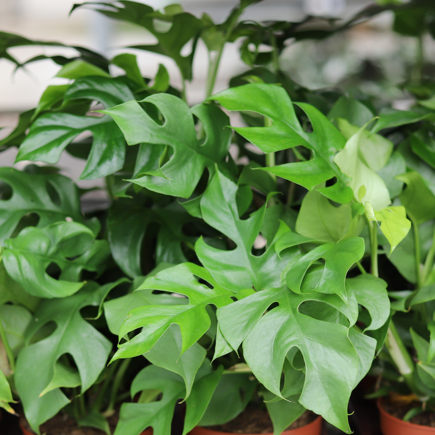 Monstera Minima
