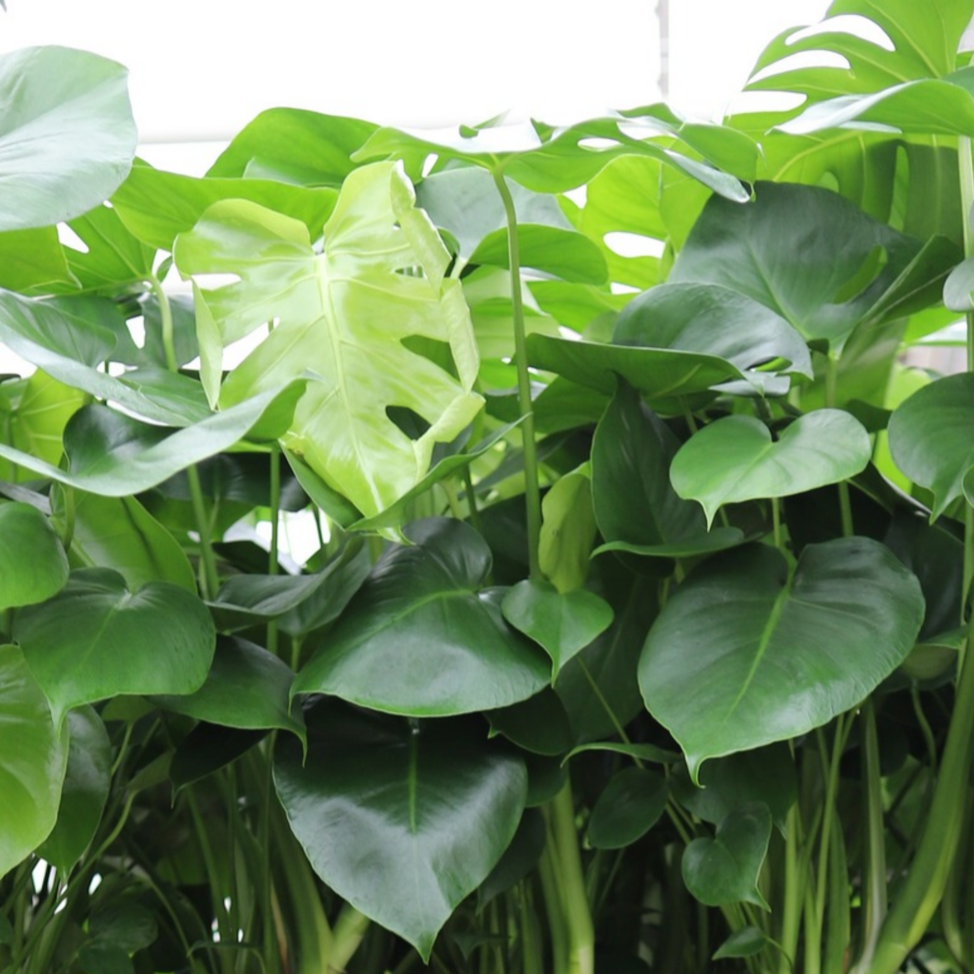 Monstera Deliciosa