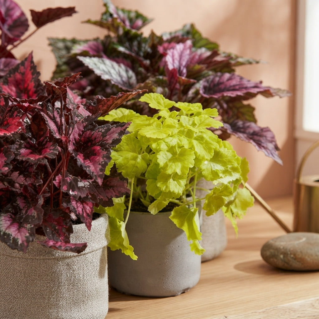 Pack Love Begonias