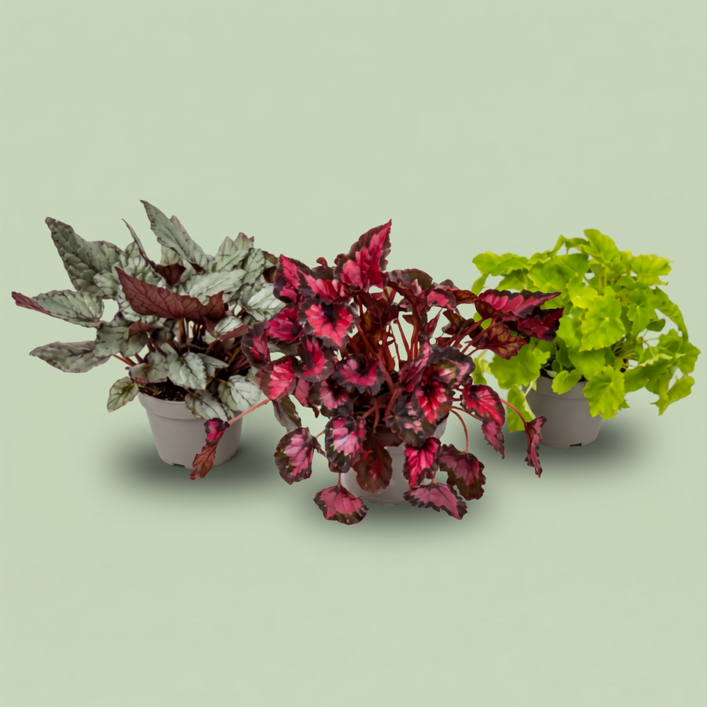 Pack - Love Begonias 
