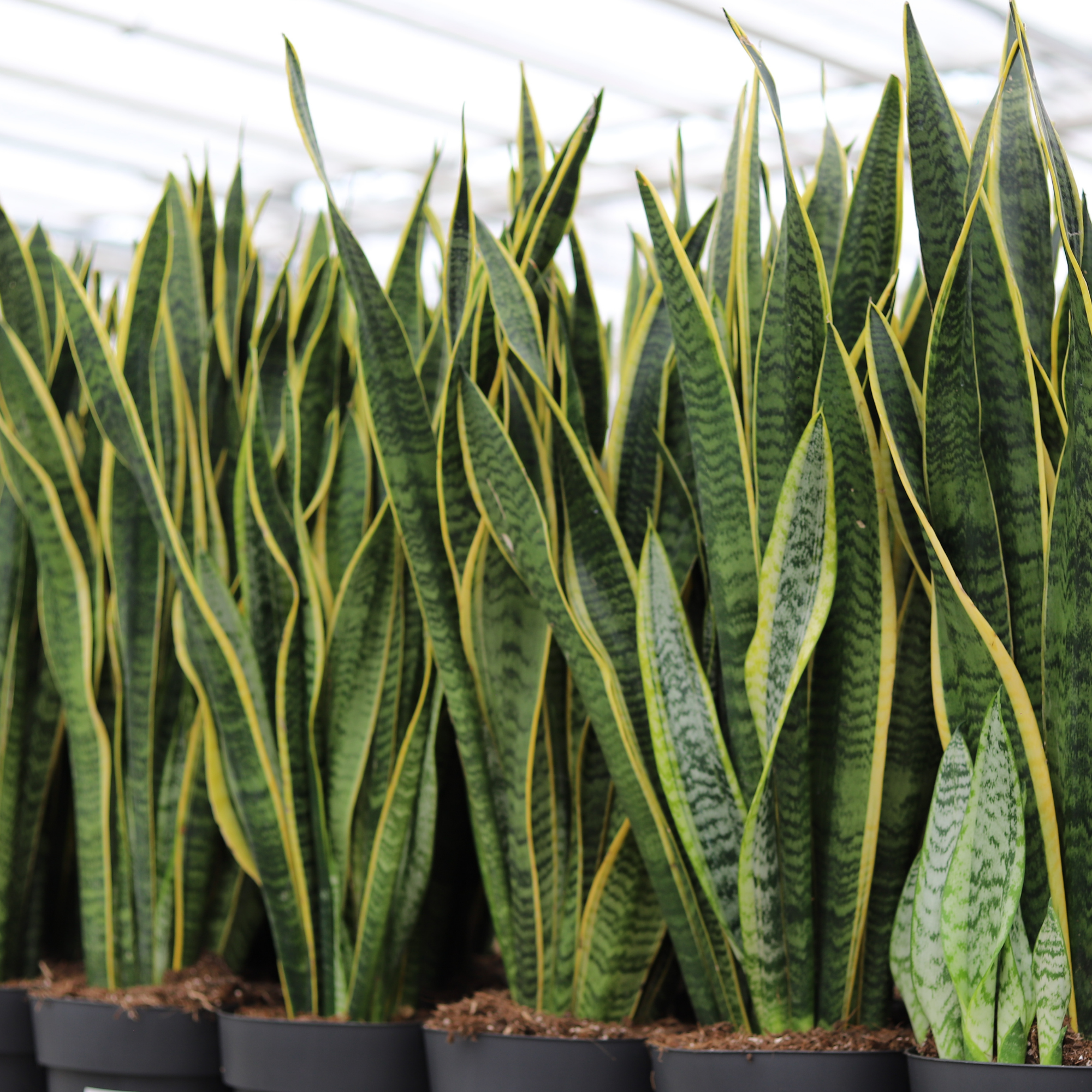 Sansevieria Laurentii