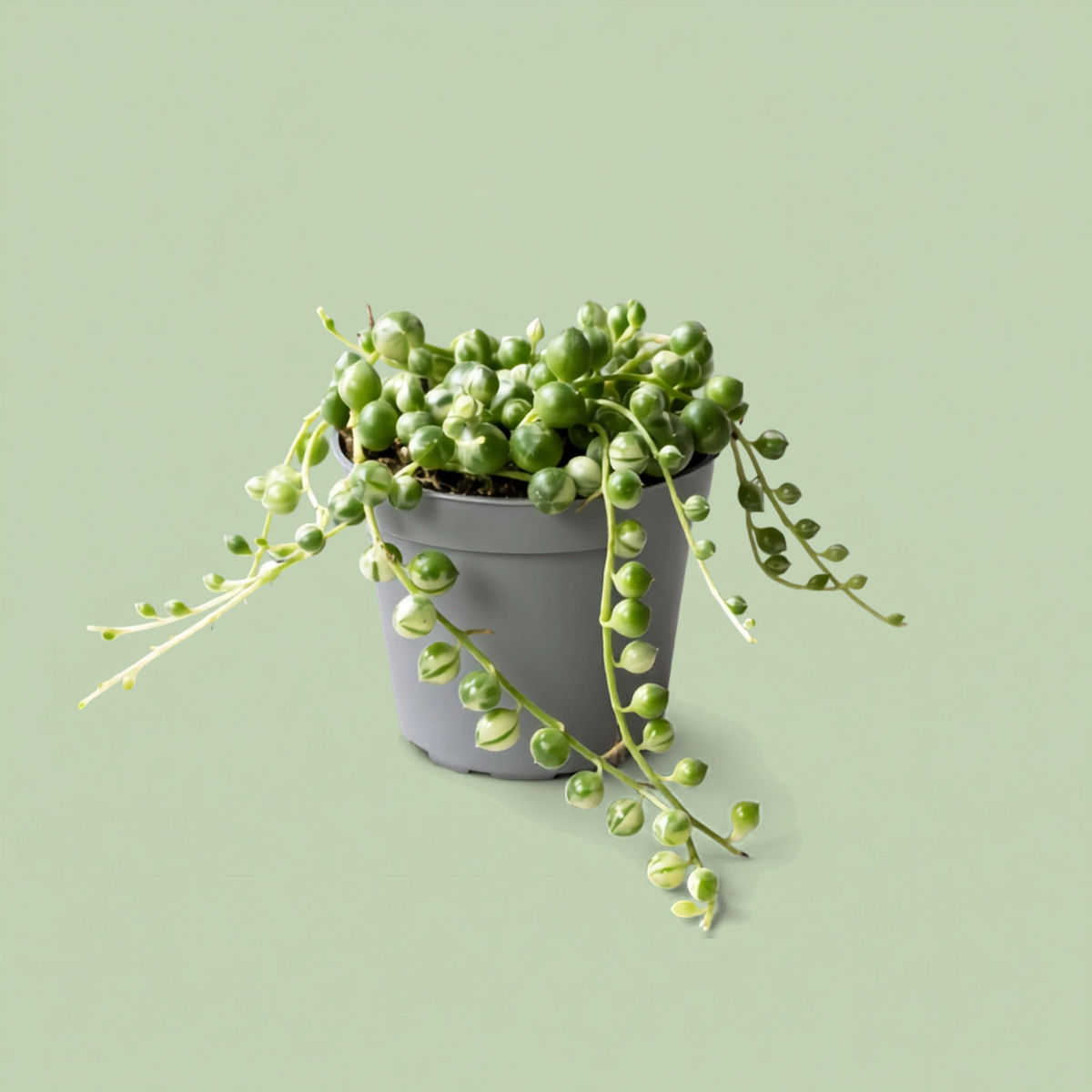 Senecio Herreianus Variegata
