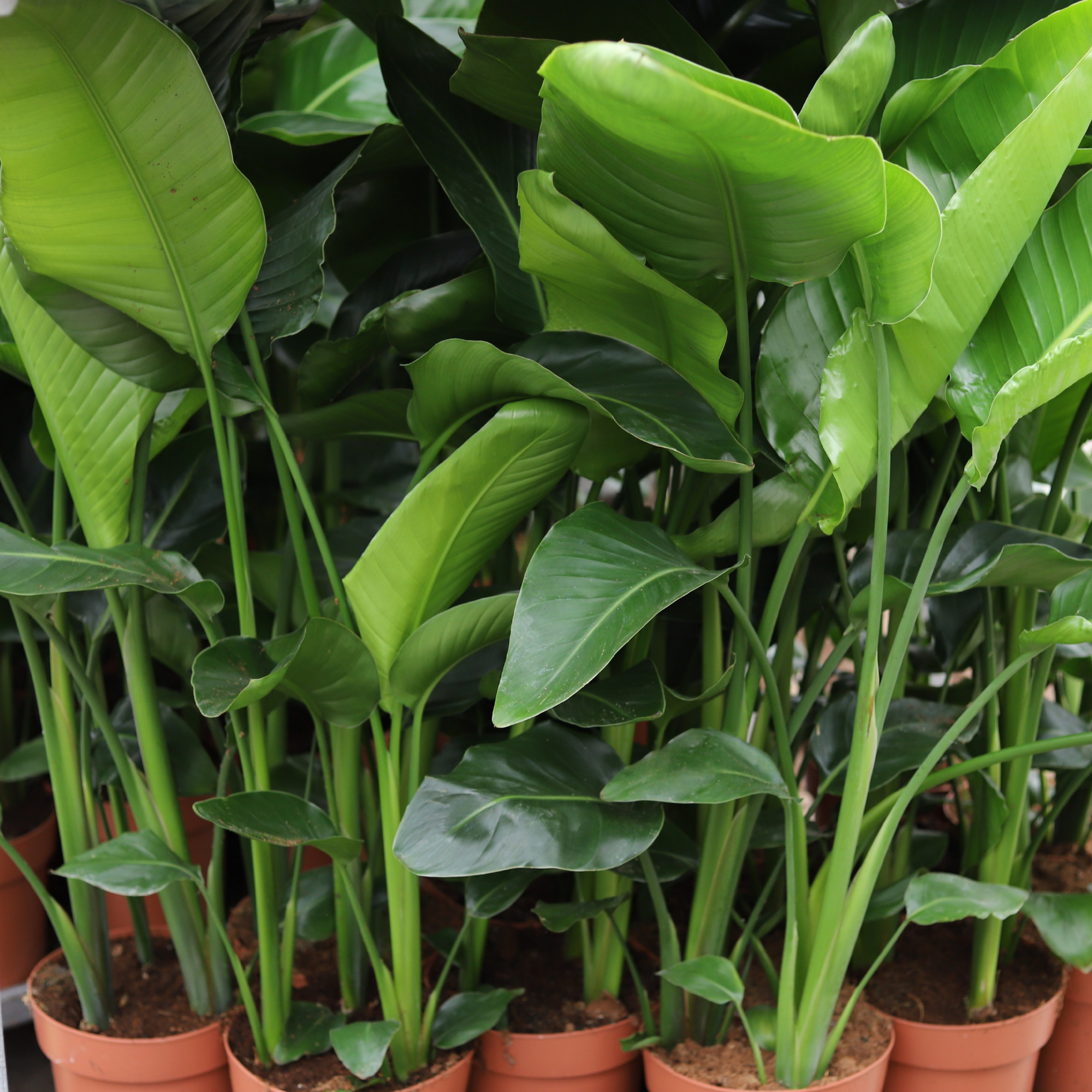 Strelitzia Nicolai