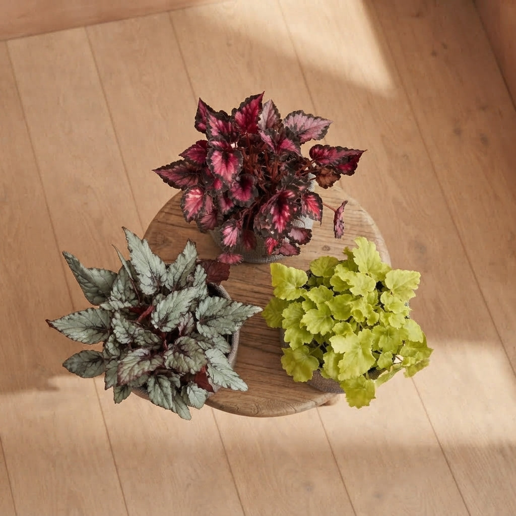 Pack Love Begonias