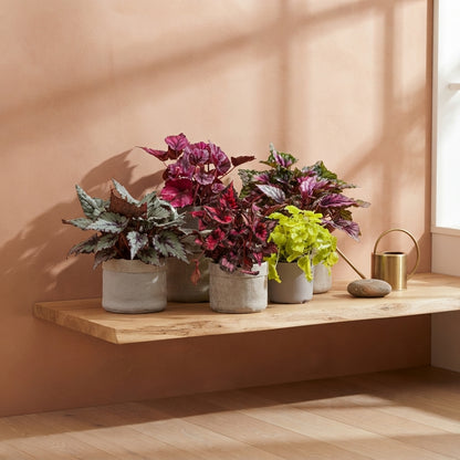 Pack - Love Begonias 