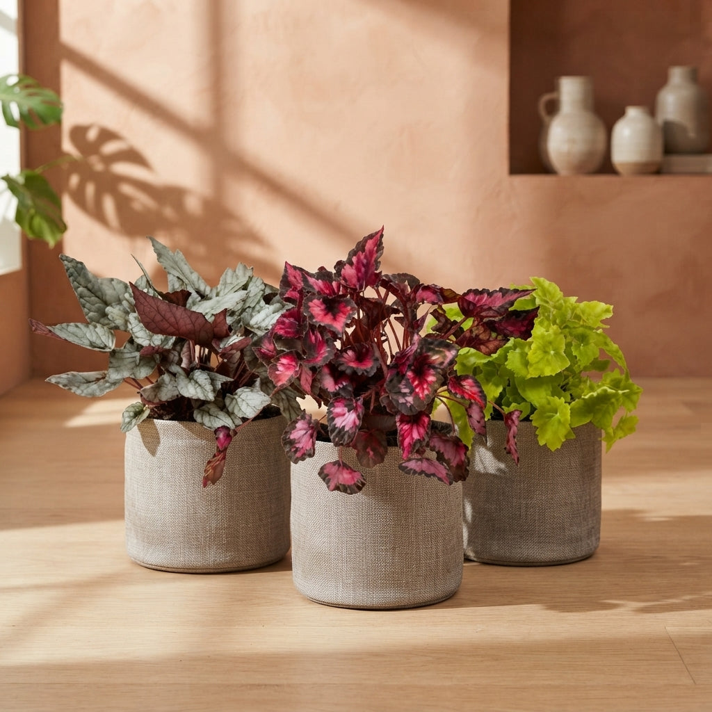 Pack Love Begonias