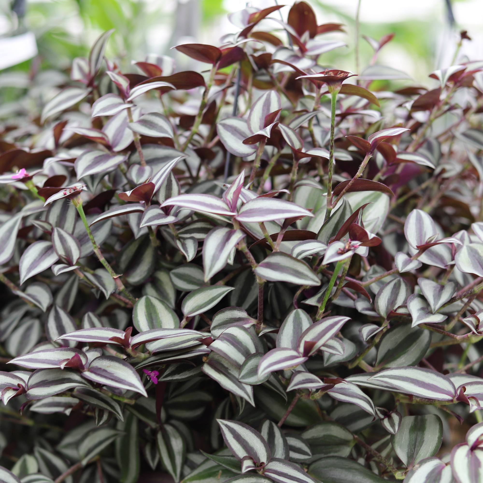 Tradescantia Zebrina Purpusii