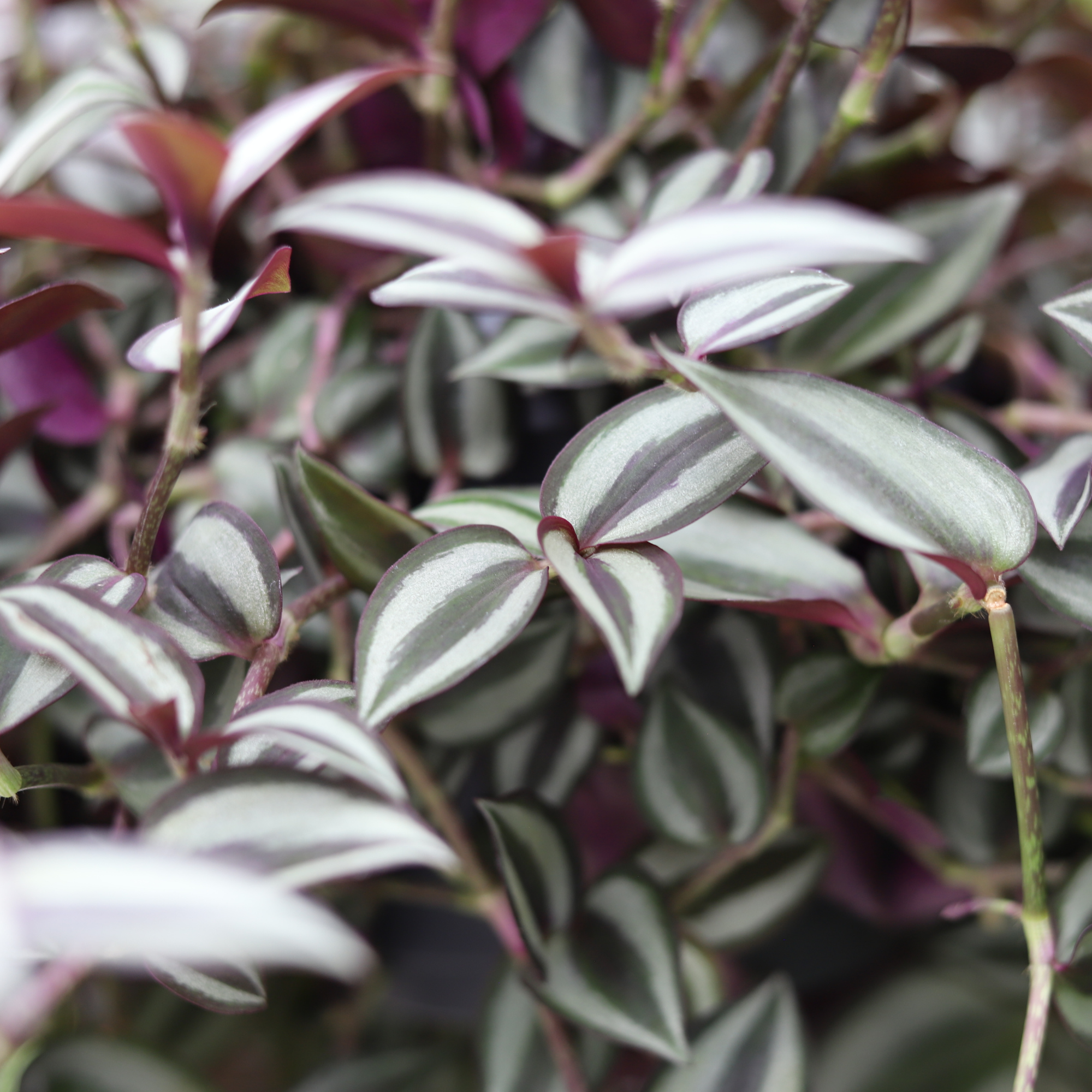 Tradescantia Zebrina Purpusii