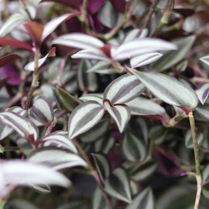 Tradescantia Zebrina Purpusii