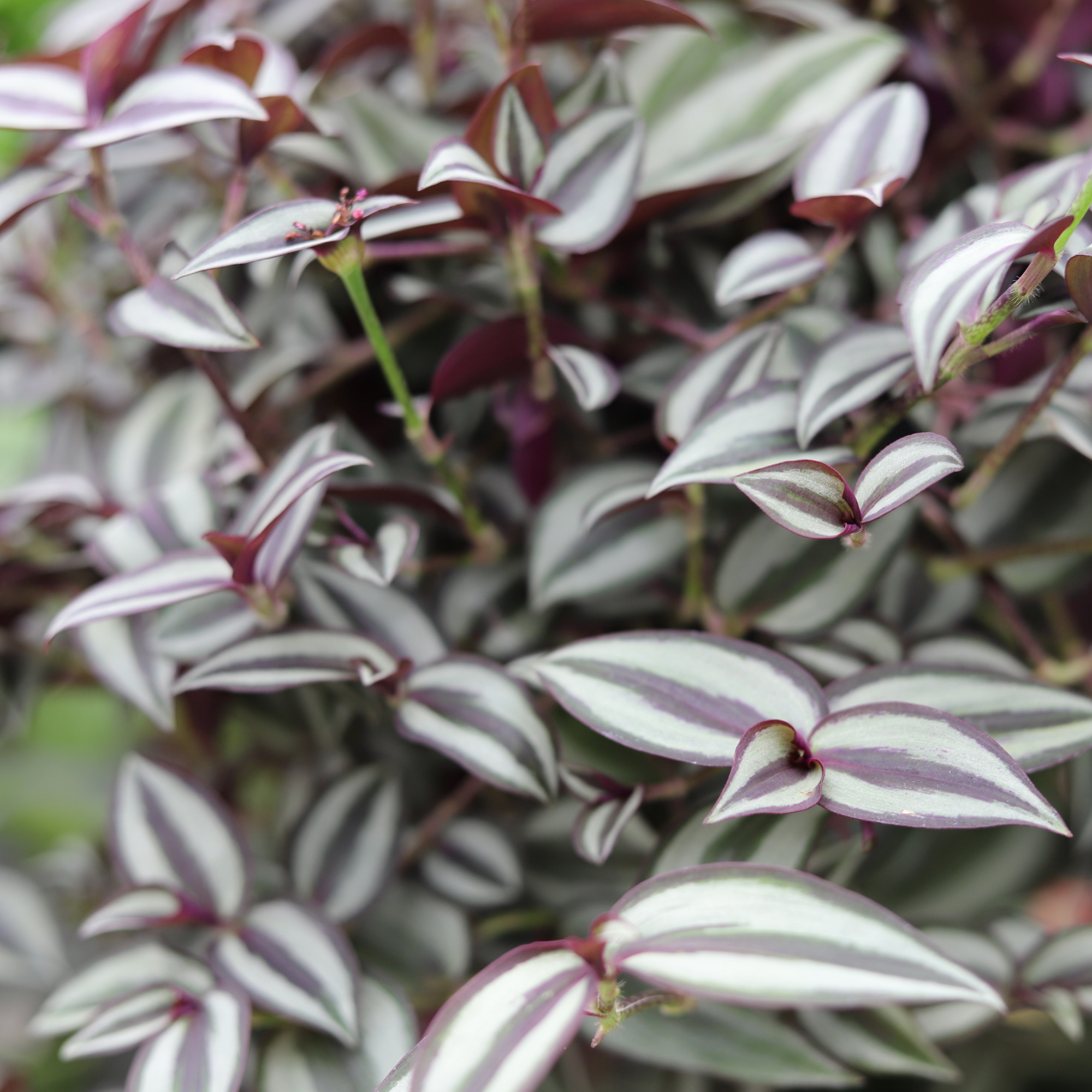 Tradescantia Zebrina Purpusii