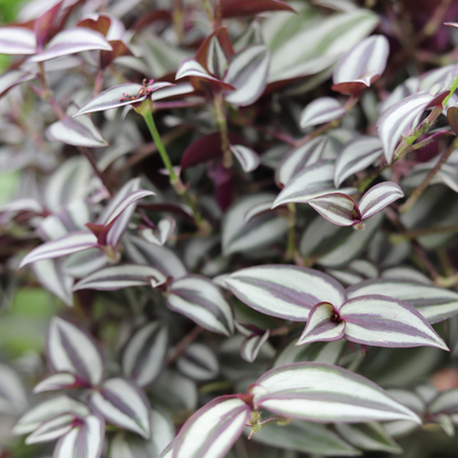 Tradescantia Zebrina Purpusii