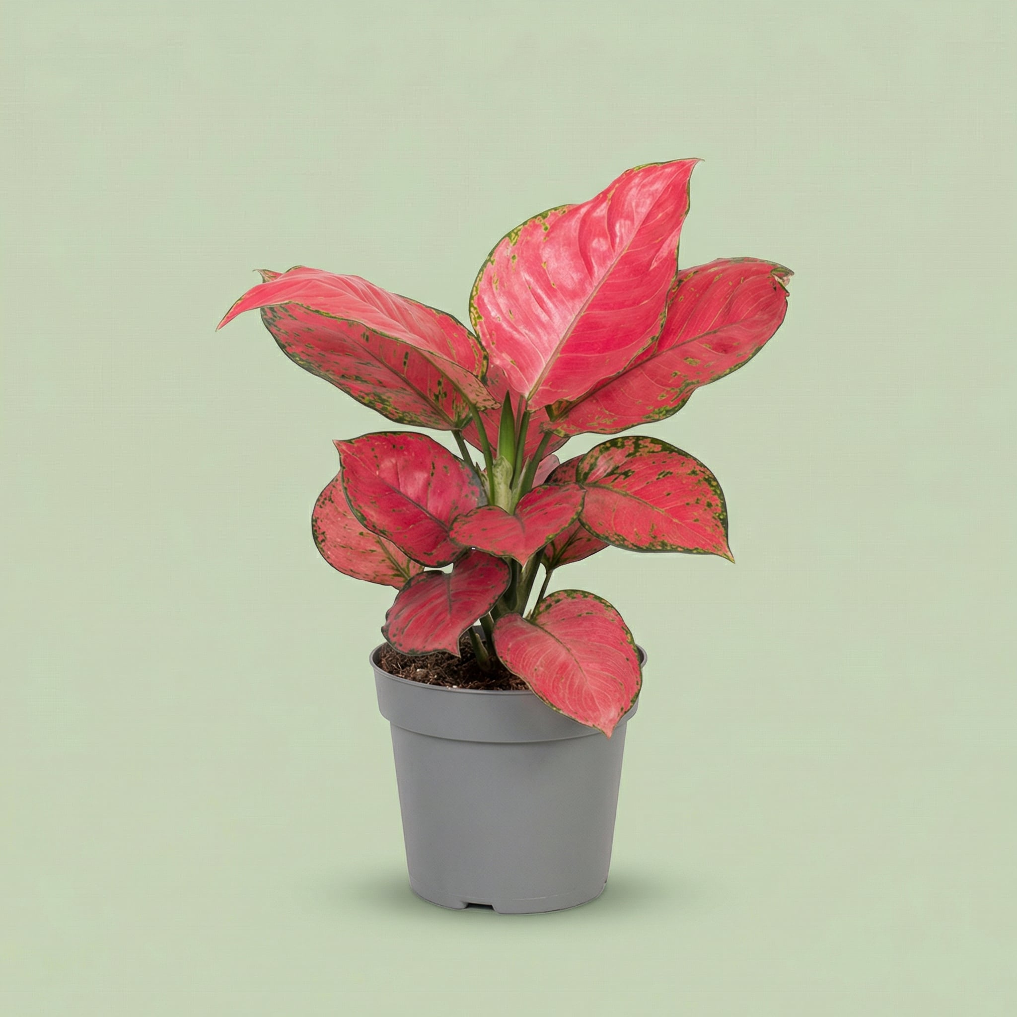 Aglaonema Red Joy M - plants