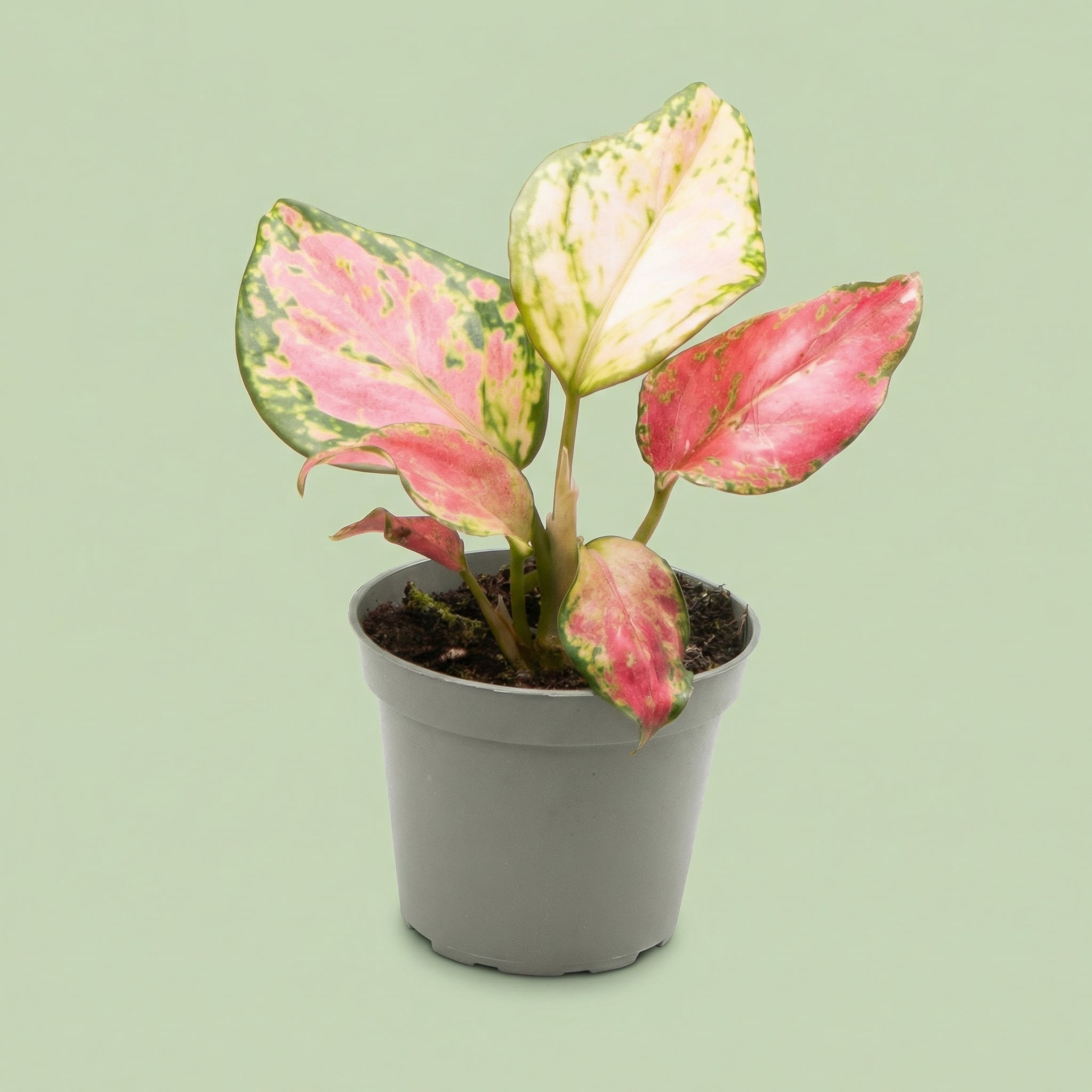Aglaonema Red Zircon XS vista 2 - plants