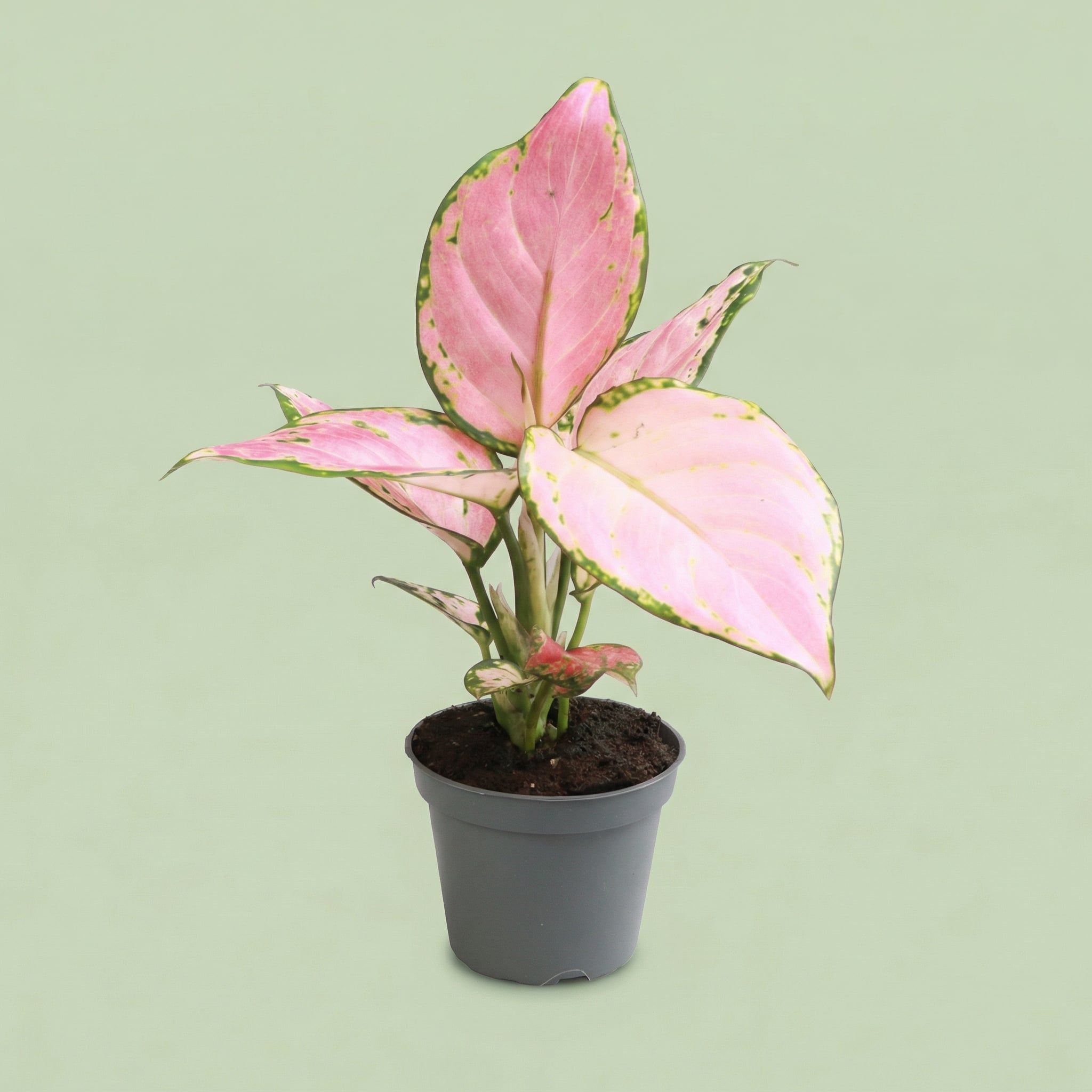 Aglaonema Red Zircon XS - plants