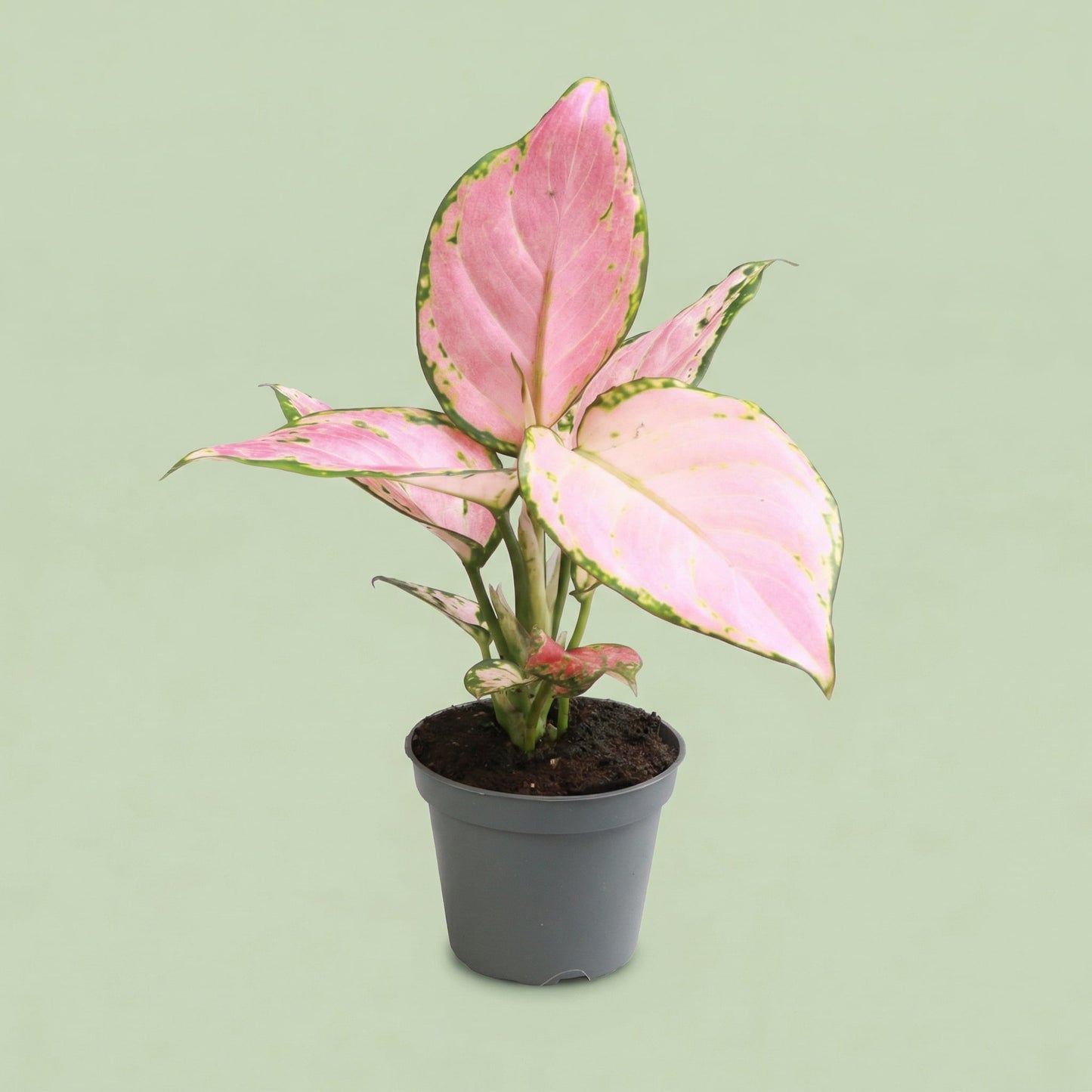 Aglaonema Red Zircon XS - plants