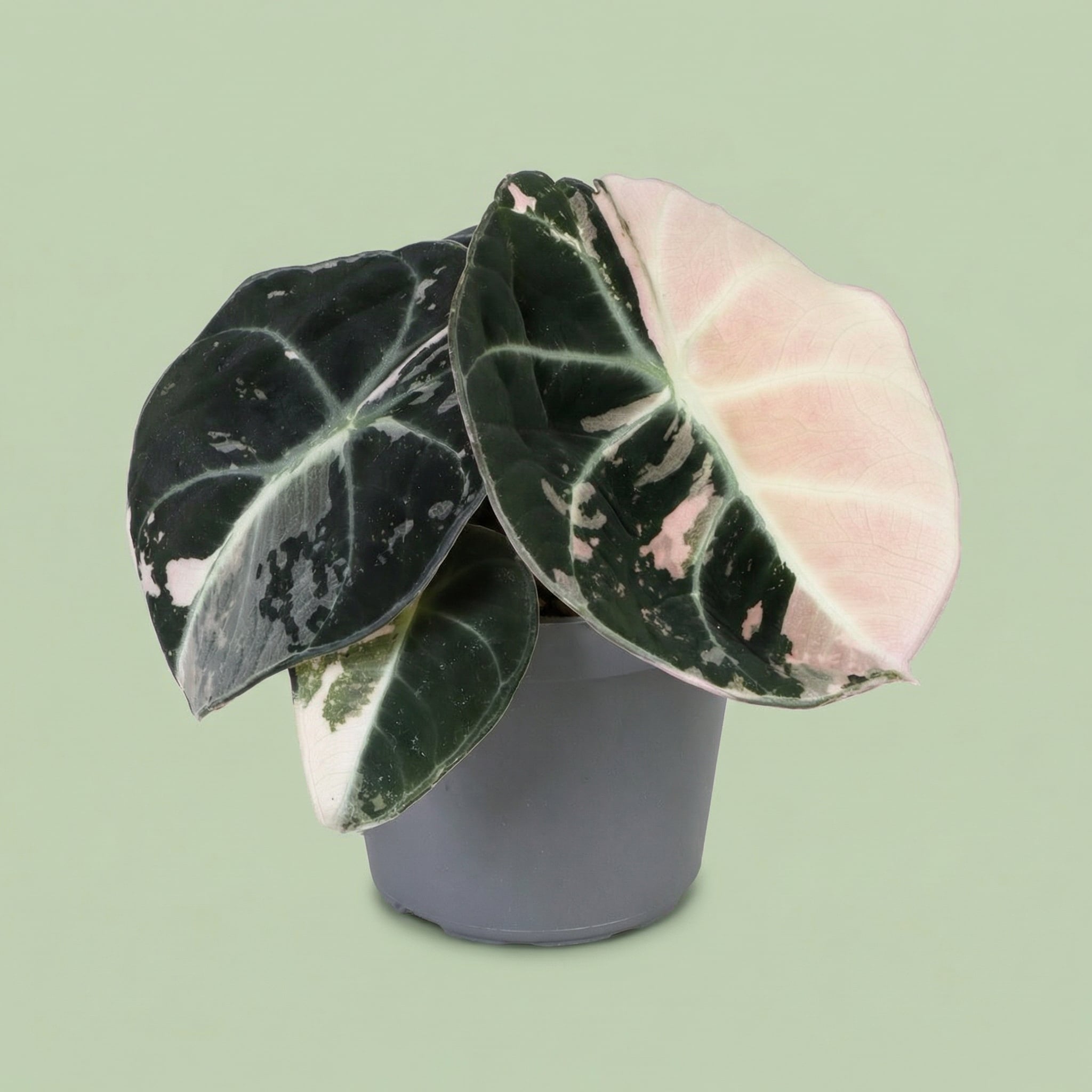 Alocasia Black Velvet Pink Albo Variegata XS - plants