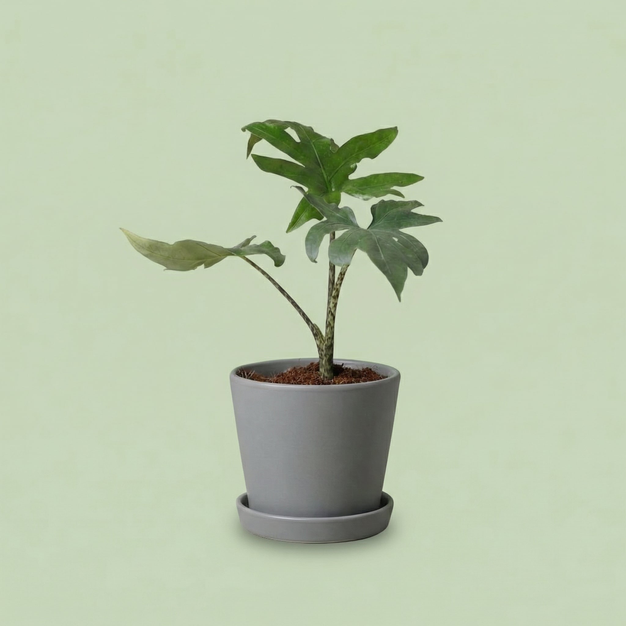Alocasia Brancifolia Pink Passion XS - plants