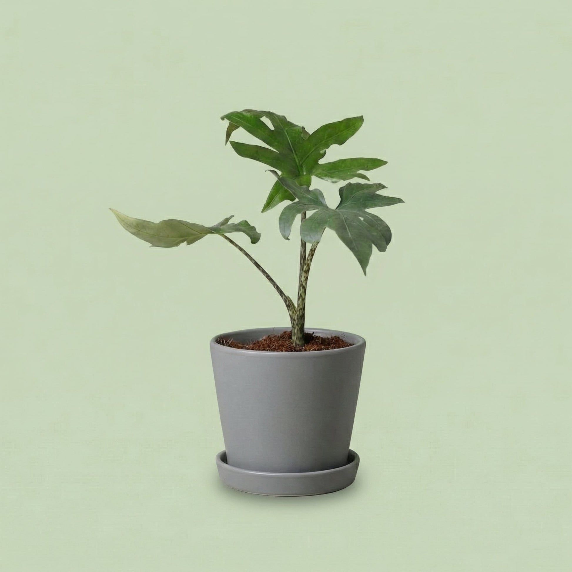 Alocasia Brancifolia Pink Passion XS - plants