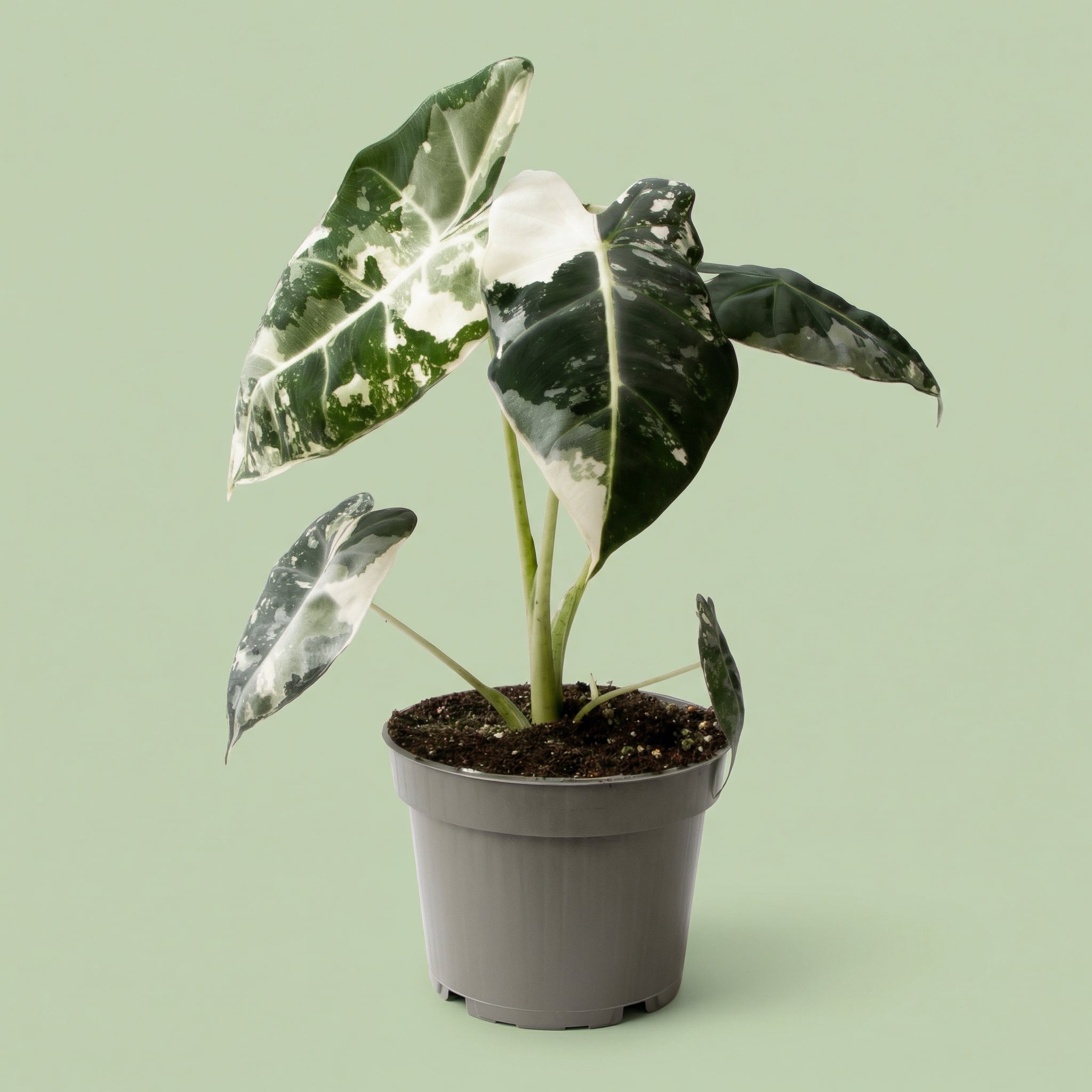 Alocasia Frydek Variegata M - plants