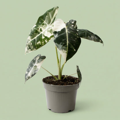 Alocasia Frydek Variegata M - plants