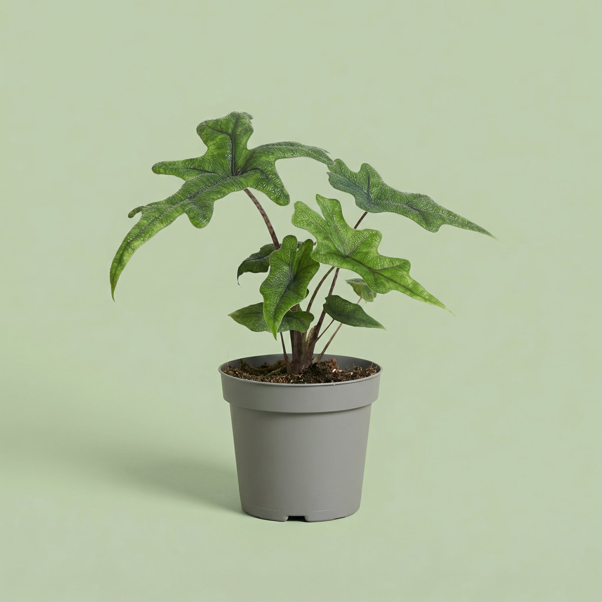 Alocasia Jacklyn M - plants