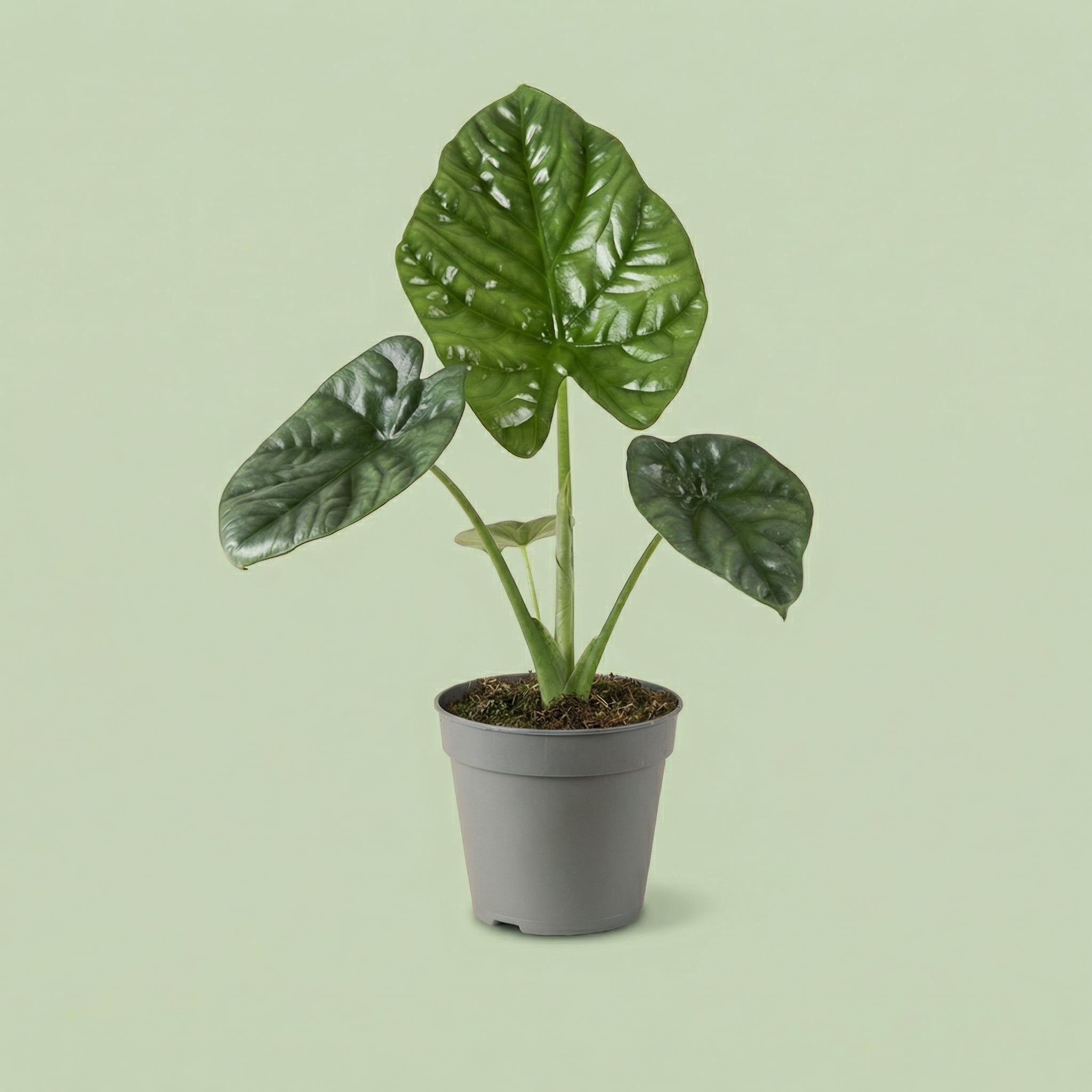 Alocasia Lukiwan M - plants